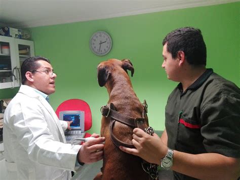 Centro Veterinario de Especialidades Hermes, San Luis Potosí.